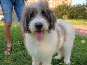 All About the Romanian Mioritic Shepherd Dog