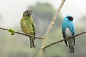 Exploring Sexual Dimorphism: 5 Impressive Examples