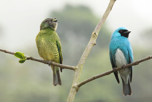 Exploring sexual dimorphism: impressive examples