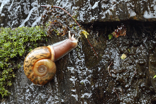 Quimper Snail: Characteristics and Habitat