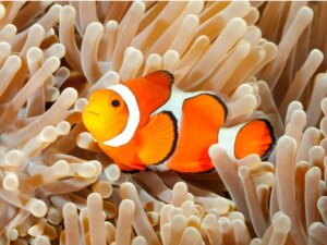 Saltwater Fish Care