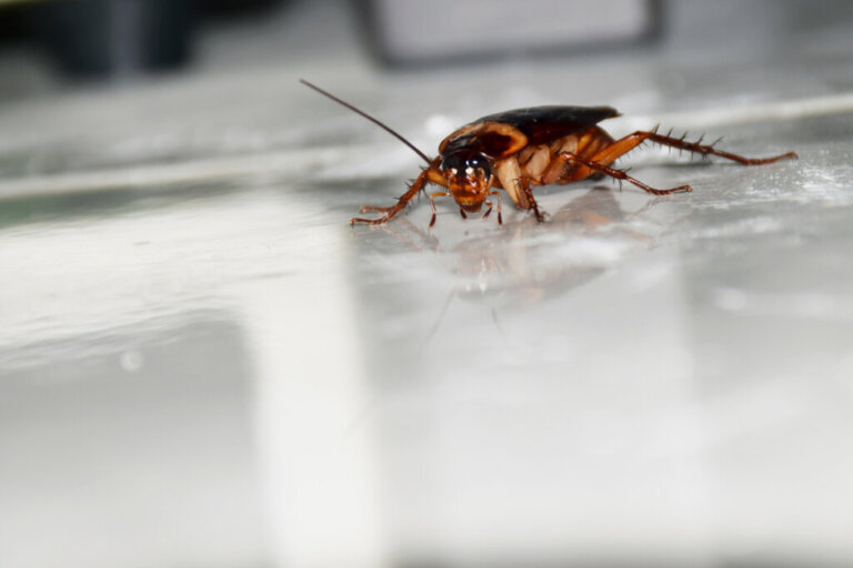 5 Curiosities about Cockroach Reproduction