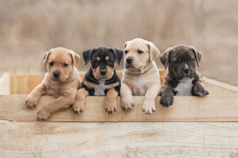 What Is the BARF Diet for Puppies?