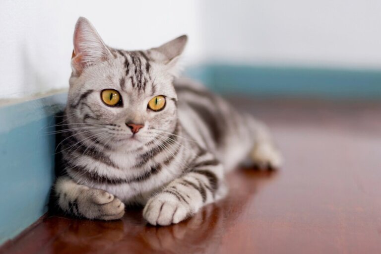 All About the British Shorthair Cat