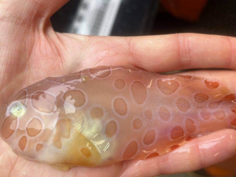 Strange Gelatinous Fish Extracted from Icy Depths in Alaska