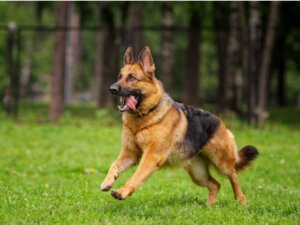 Types of German Shepherd