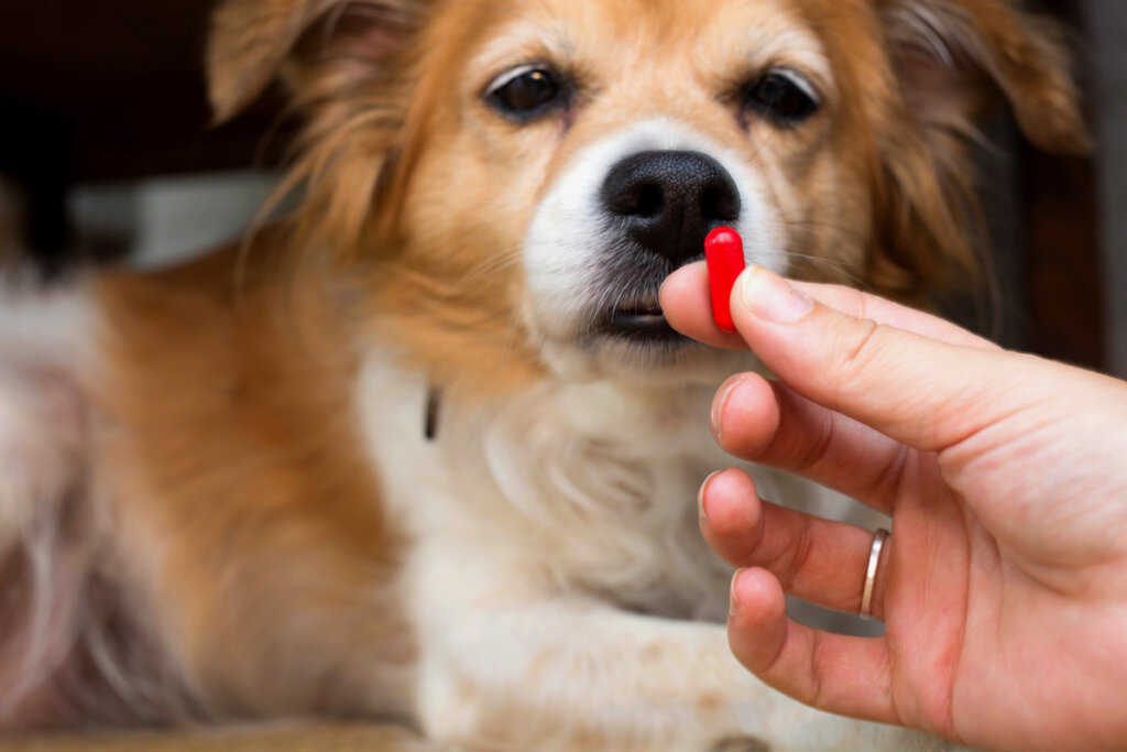 Meloxicam for dogs dosage and