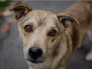 7 Heartbreaking Facts About Dog Abandonment in 2022