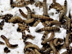 How Superworms Turn Polystyrene into a Healthy Meal