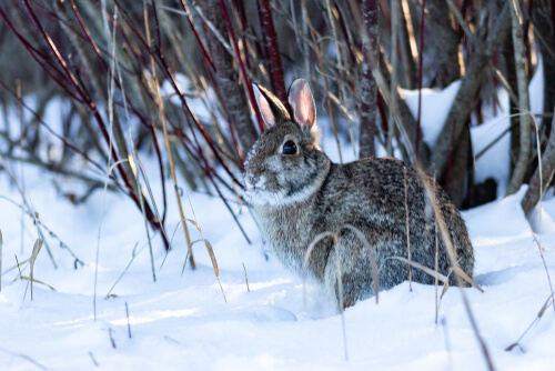 How to keep rabbits warm in winter