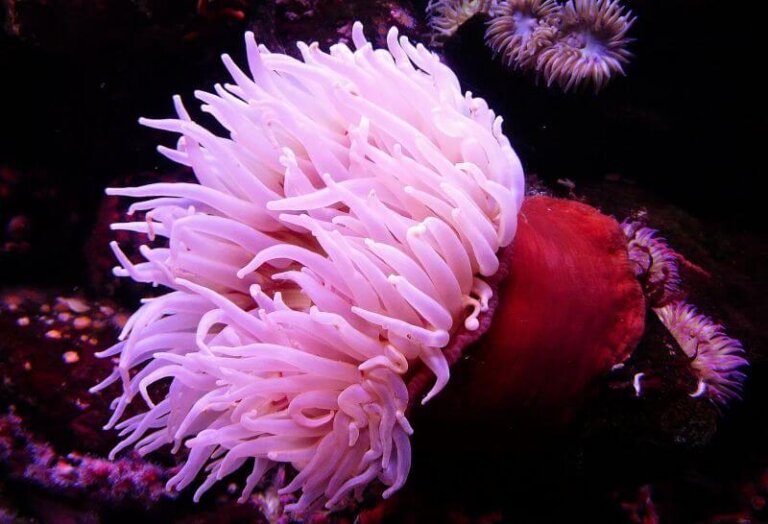 How Sea Anemones Release Their Poisonous Stingers