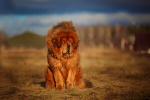 What Is the Strongest Dog Breed?