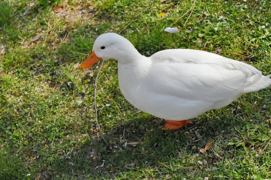 All You Need to Know About Pekin Ducks