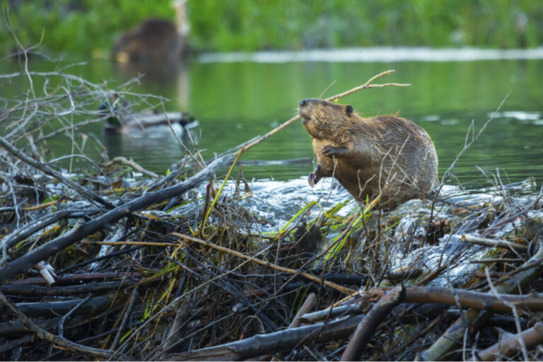 Relocated Beavers Helped Mitigate Climate Change Damage