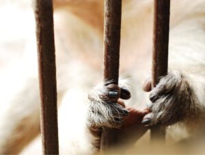 How Captivity-Induced Stress Changes the Physiology of Different Species