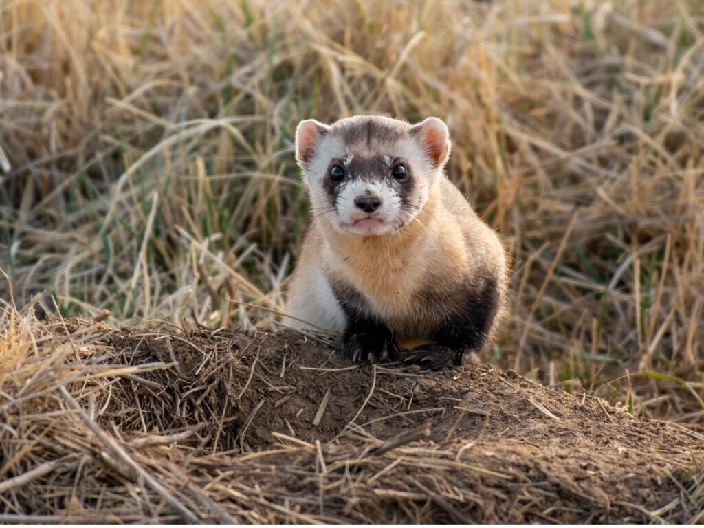 The Mustelids: Animals που φορούν οι βασιλιάδες αλλά τα περιφρονούν για τη μυρωδιά τους