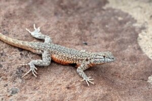 Looking After Lizards at Home