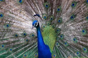 Why Are Some Animals Iridescent?