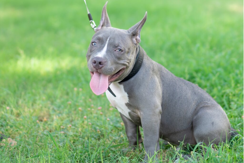 Facts About Blue Nose And Red Nose Pitbulls