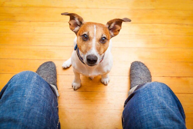 Hyperactive pets: why does it happen?