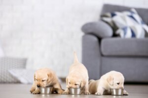 Homemade Emergency Milk for Newborn Puppies