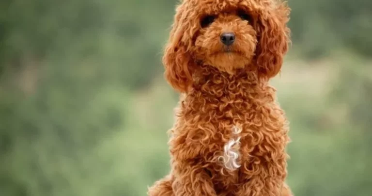 The Toy Poodle: Characteristics and Curiosities