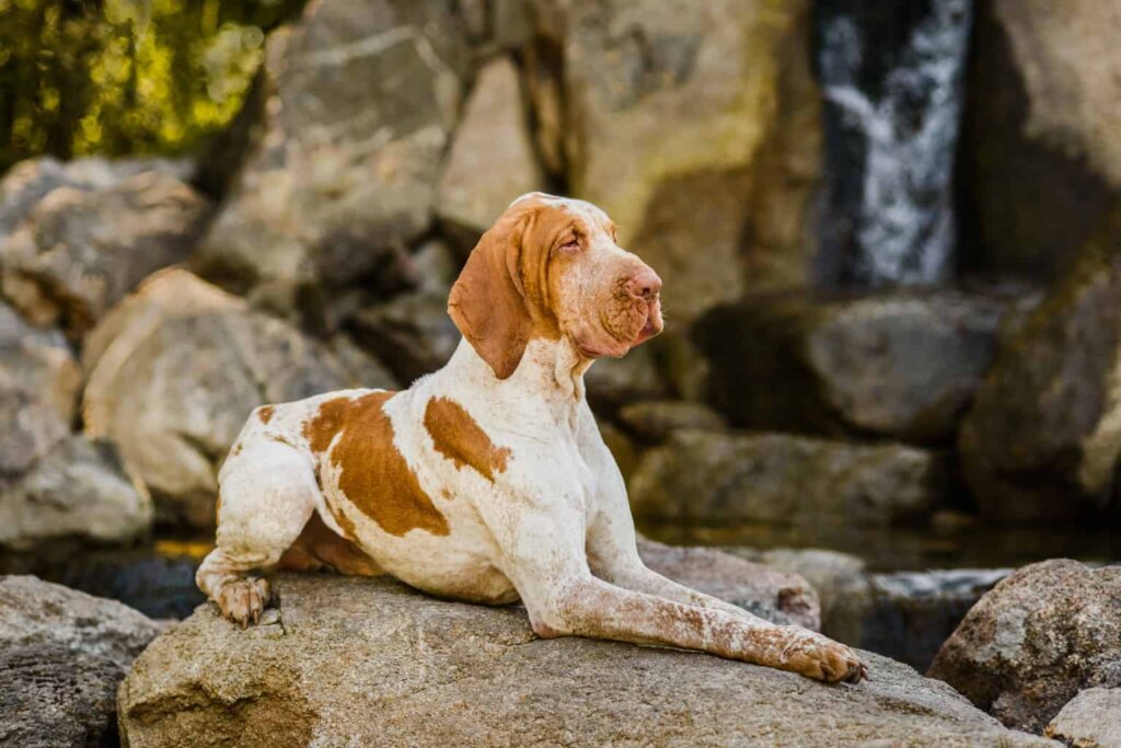 The Bracco Italiano: Ένα από τα πιο δημοφιλή σκυλιά