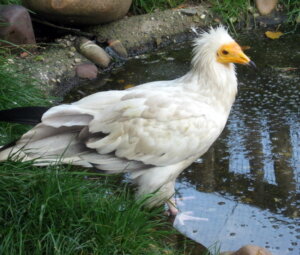 Egyptian Vulture: Habitat, Characteristics and Curiosities