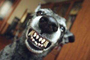 The Reason Why Your Dog Growls At or Bites Her Puppies