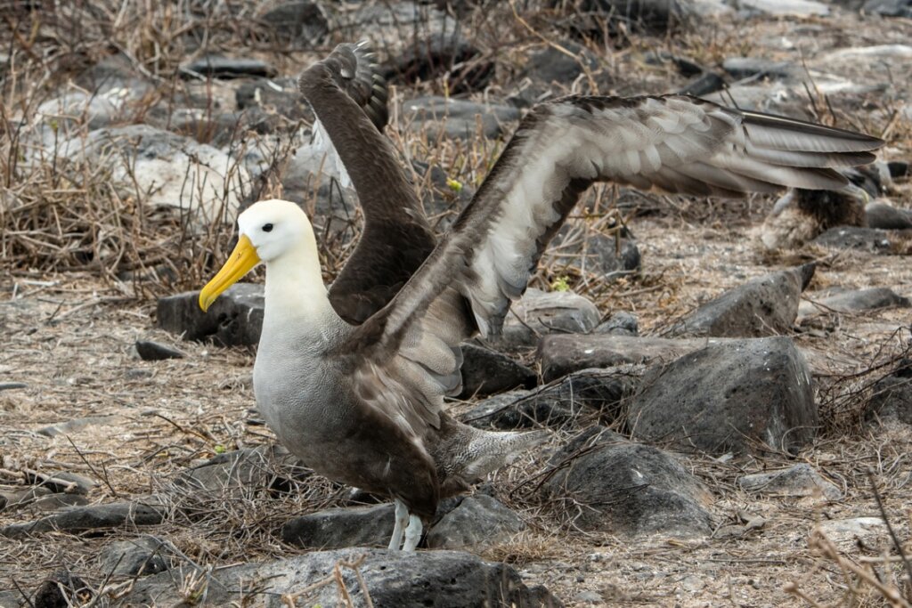 Wisdom, the Oldest Bird in the World