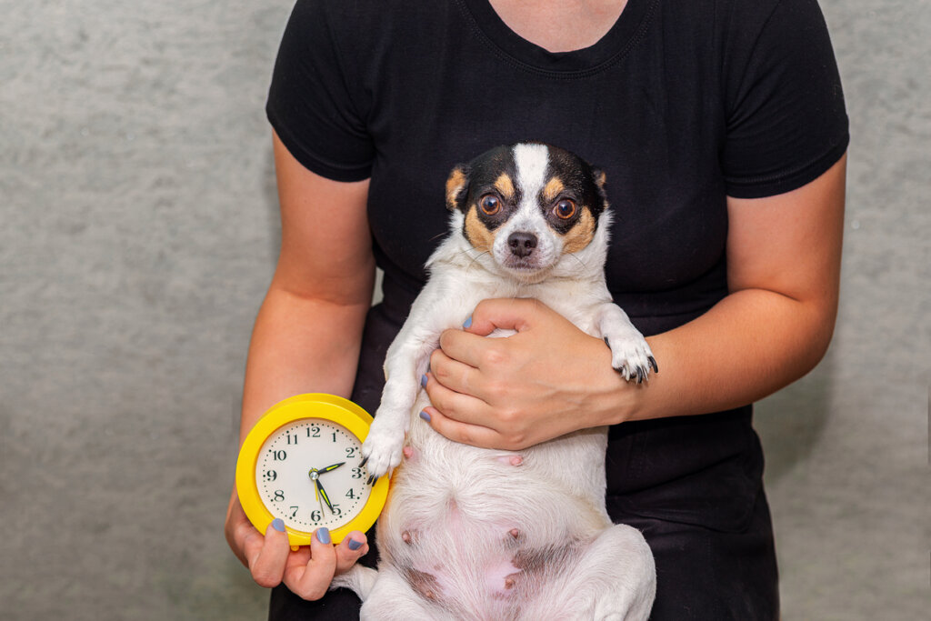 Pregnancy Test for Dogs and Confirmation Techniques