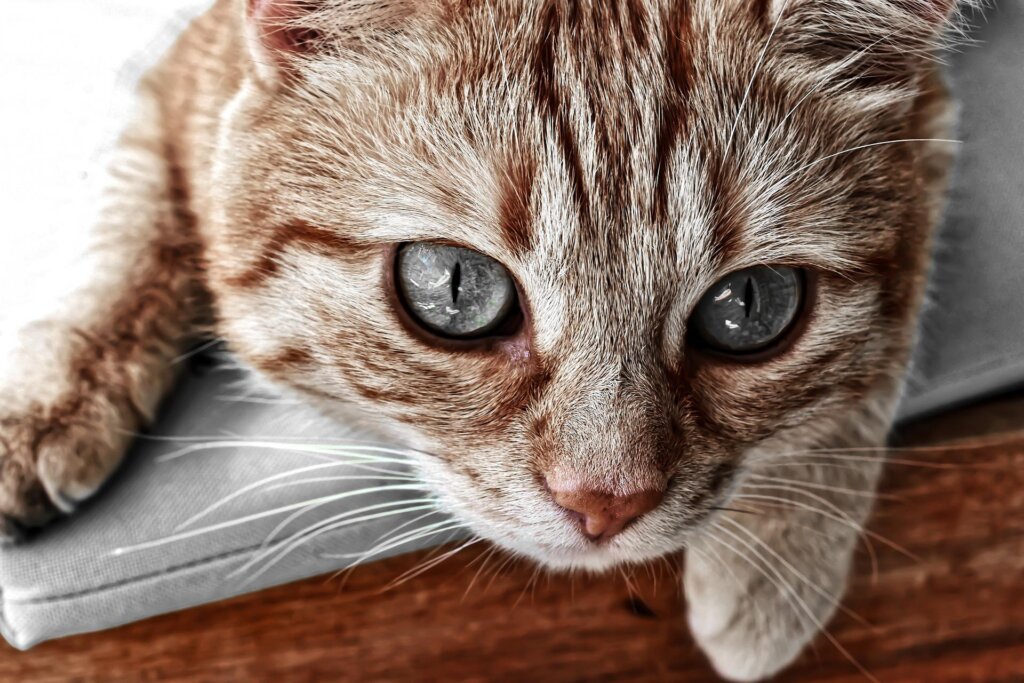 Feline Calicivirus: Symptoms and Treatment