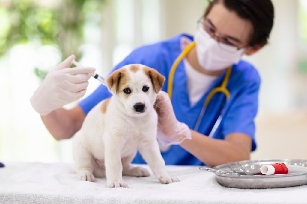 How Long Does Parvovirus Last in a Dog?