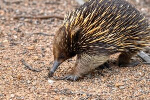 The Echidna Is One of the Strangest Mammals in the World