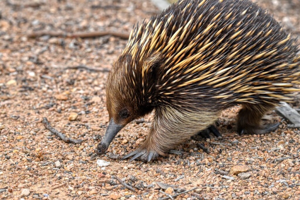 The Echidna Is One of the Strangest Mammals in the World