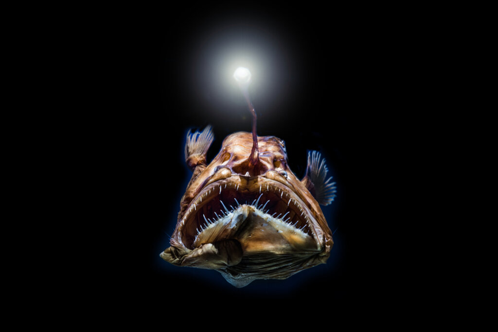 Deep-Sea Fish Have Excellent Vision