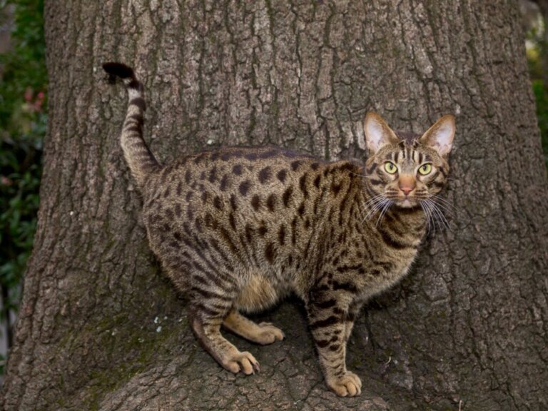 9 Domestic Cats that Look Like Wild Cats