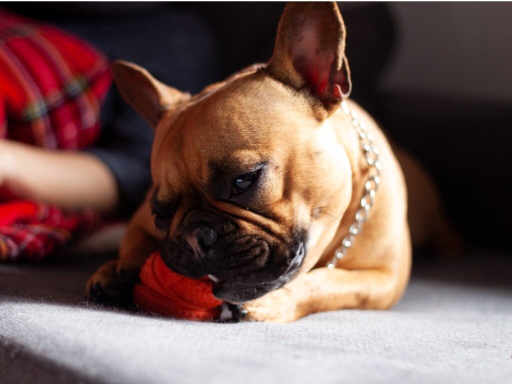 My Dog Has Eaten Plastic: What Should I Do?