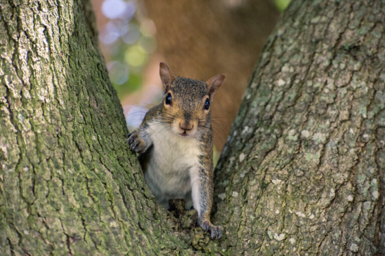 9 Curiosities About Squirrels