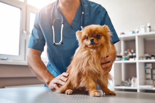 New Legislation on Veterinary Drugs