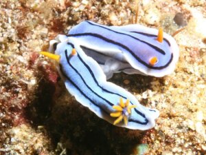 Learn all About the Chromodoris Lochi, a Very Strange Mollusk