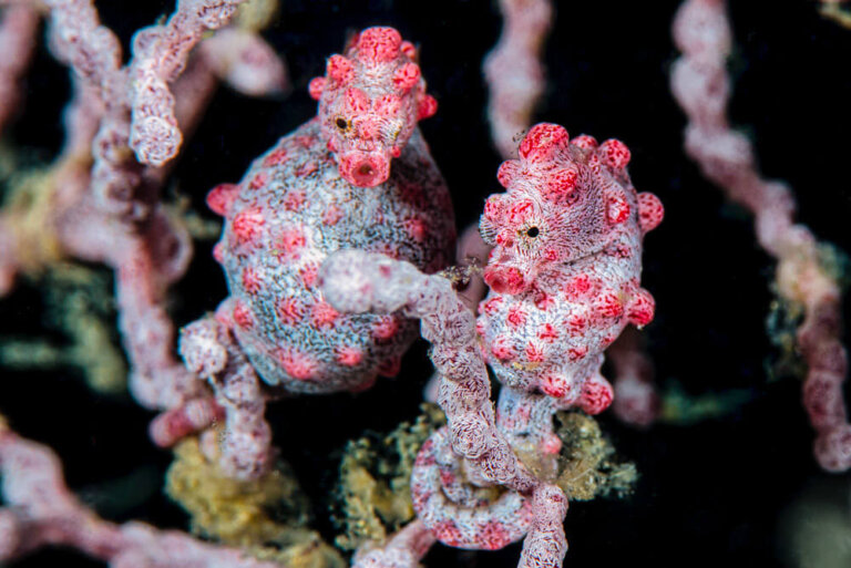 All About the Pygmy Seahorse