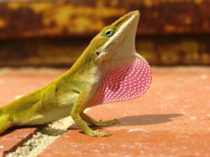 The Anolis: Habitat, Characteristics and Reproduction