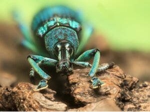5 Species of Weevils: Crop Pests