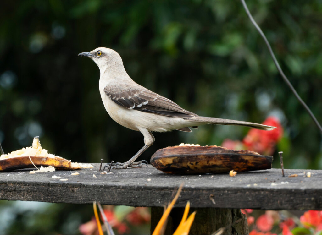 The Wonderful Song of the Mockingbird