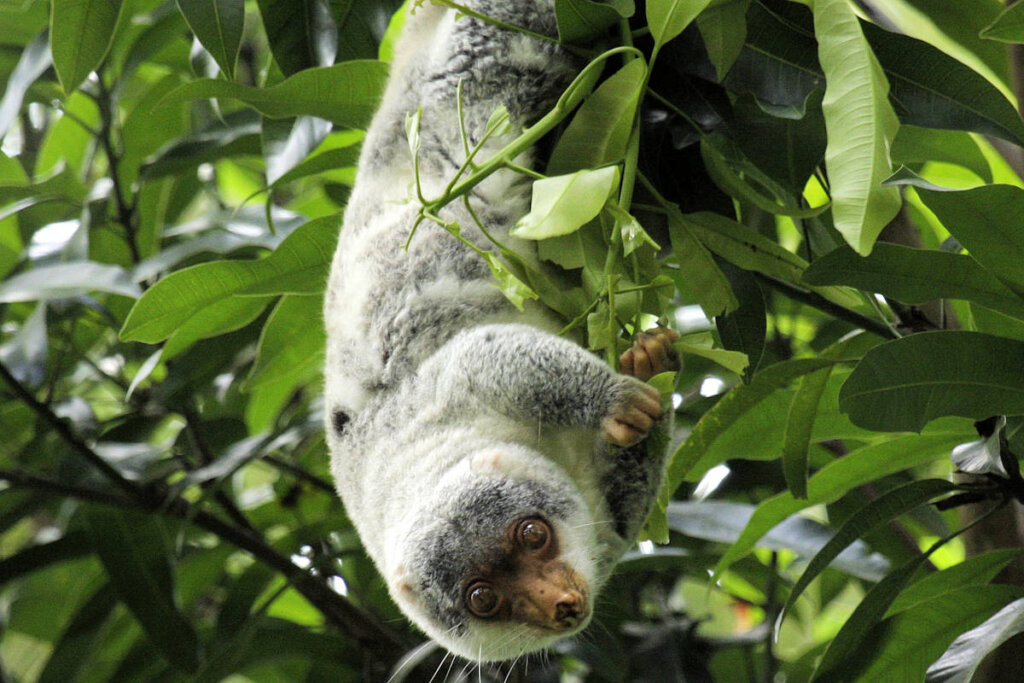 Common Spotted Cuscus: Χαρακτηριστικά, Ενδιαίτημα και Αναπαραγωγή