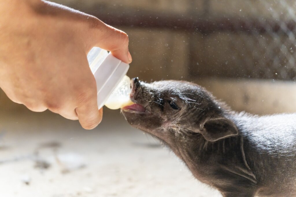 10 Pig Breeds (and Their Characteristics)