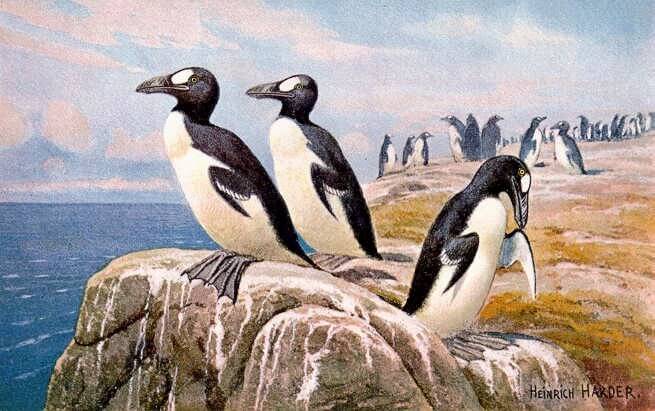 7 Curiosities About the Great Auk