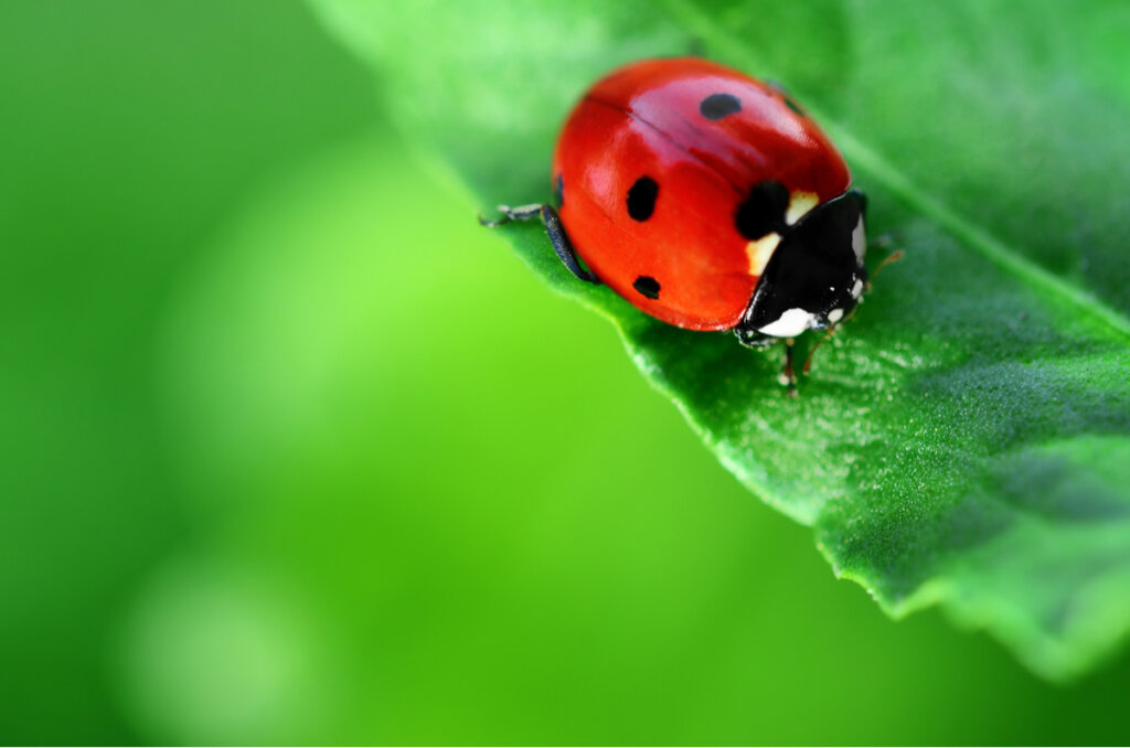 Ladybugs and Pest Control