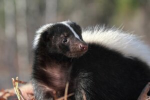 7 Curiosities About Skunks